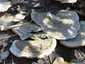 Borostás egyrétűtapló (Trametes hirsuta), Vértes